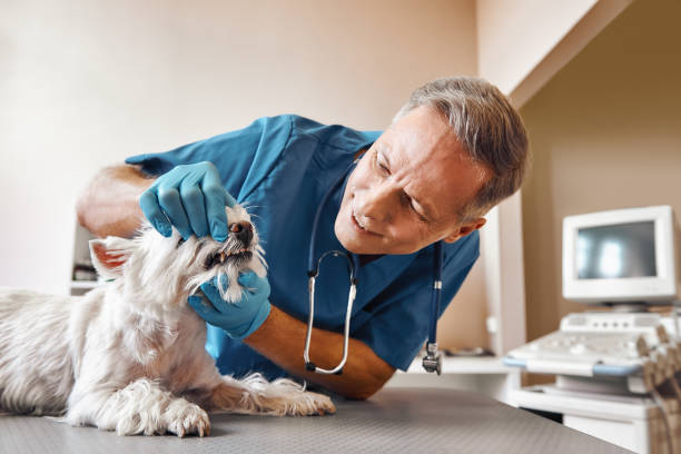 Best Weekend Emergency Dentist in Chesaning, MI